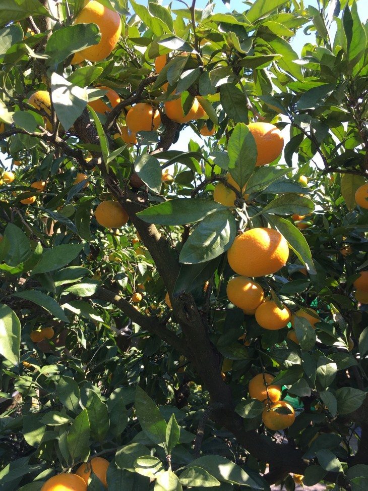 Sweet Potato and Mikan picking at Tsukuihama Tourist Farm