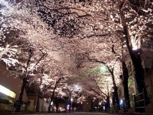 Tokyo Kyoto Cherry Blossom Illuminations 2019 Top Picks