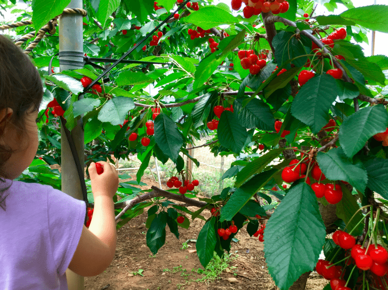 Cherry Picking At The Horiuchi Garden In Yamanashi Japan 4659