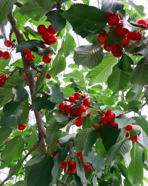 Cherry Picking at the Horiuchi Garden in Yamanashi, Japan