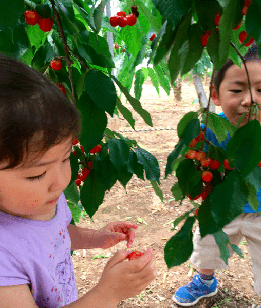 Cherry Picking At The Horiuchi Garden In Yamanashi Japan 9351