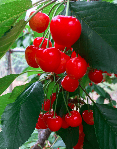 Cherry Picking At The Horiuchi Garden In Yamanashi Japan 4572