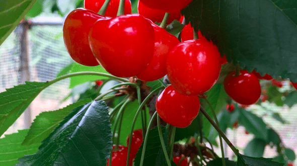 Cherry Picking At The Horiuchi Garden In Yamanashi Japan 5792