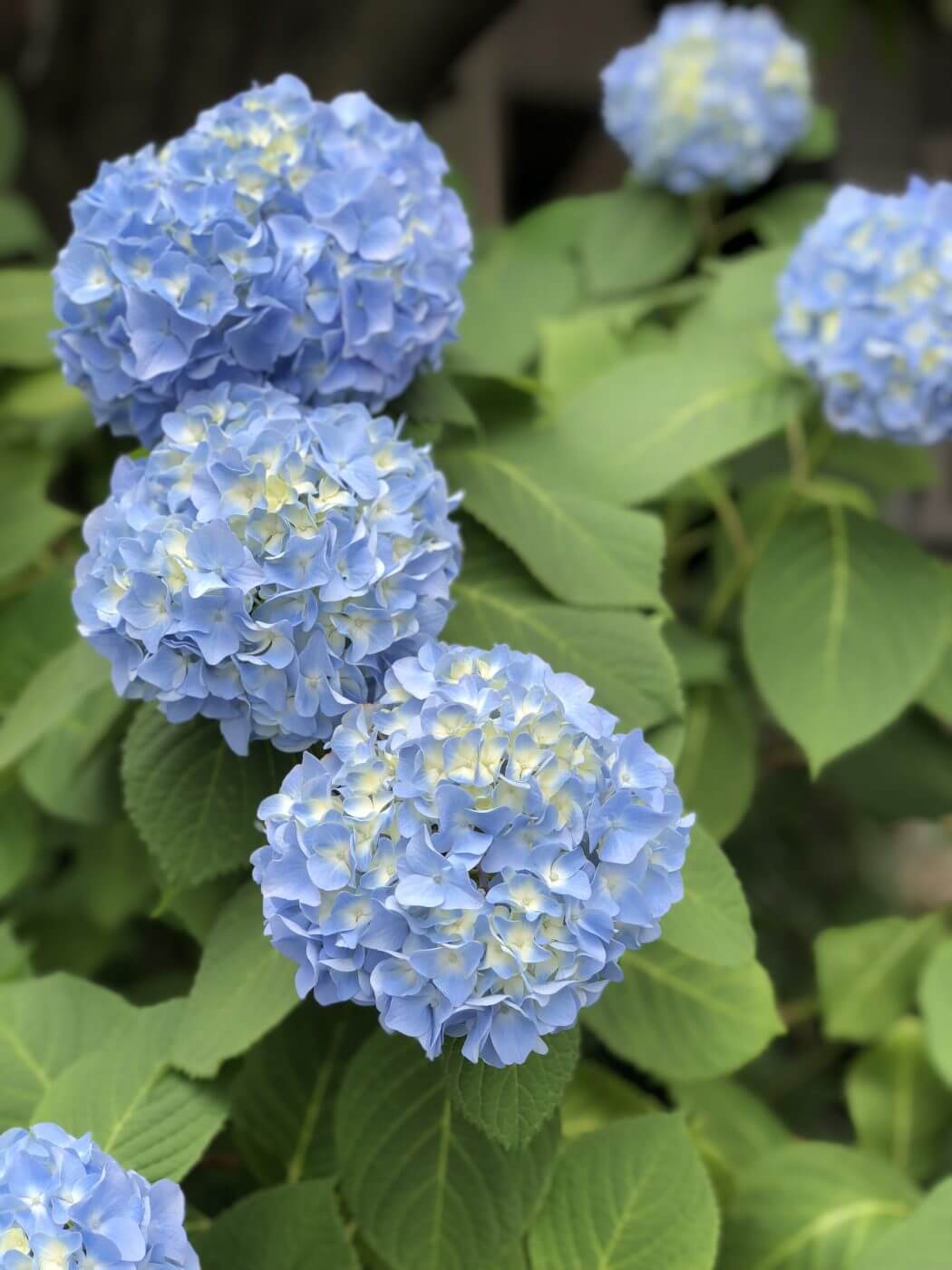 Top 5 Ajisai (Hydrangea) Festivals in Tokyo - Tokyo Expat Guide